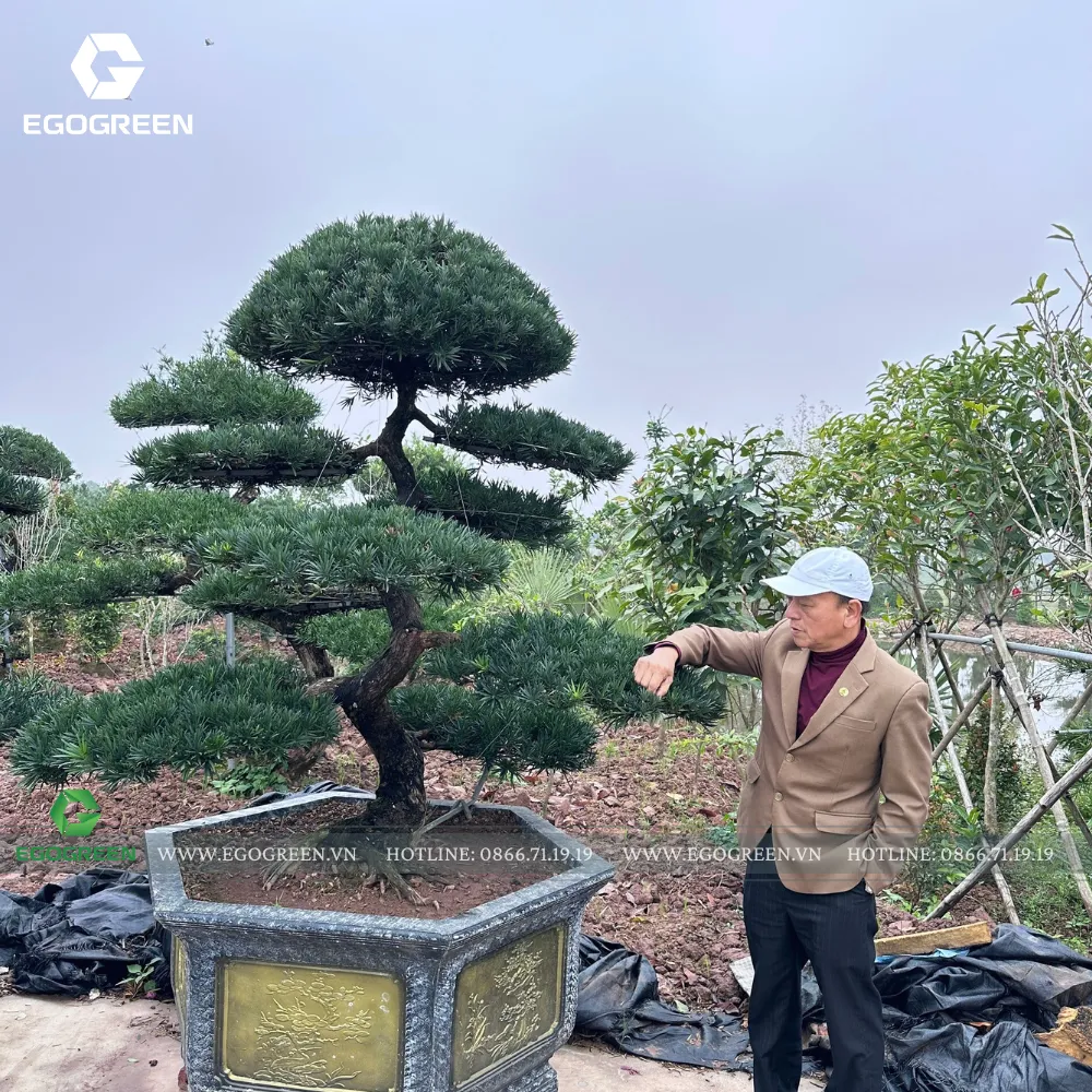 Cây cảnh/bonsai thường phải lựa chậu lớn, chắc chắn.
